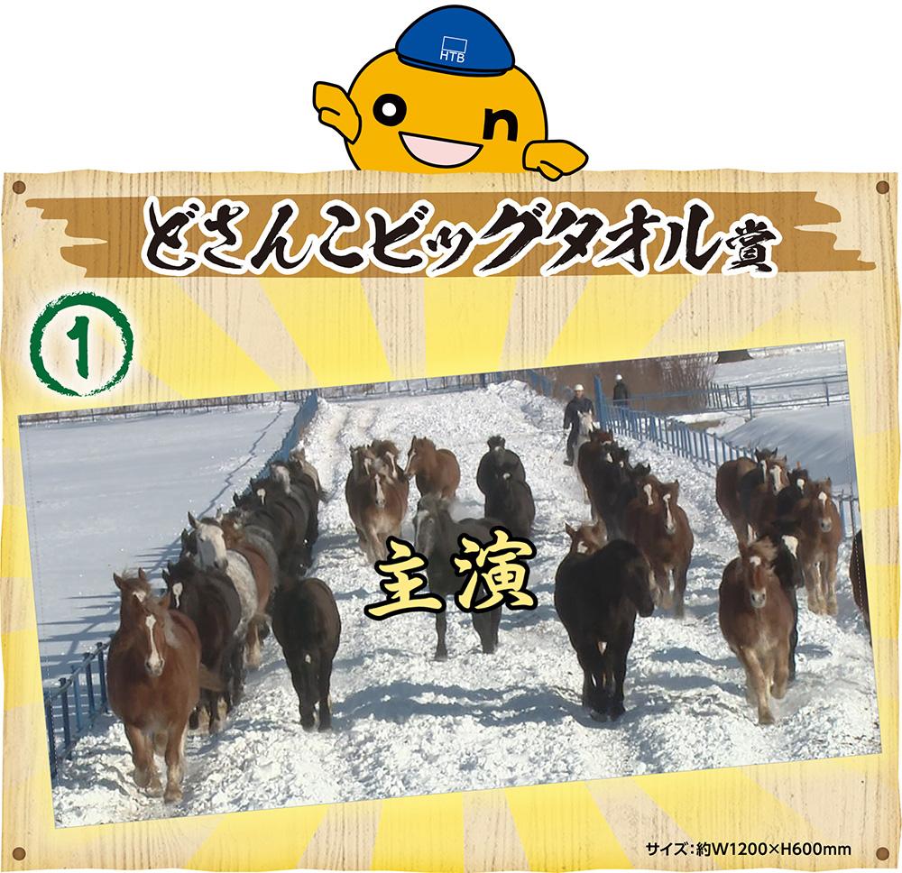 どさんこビッグタオル賞